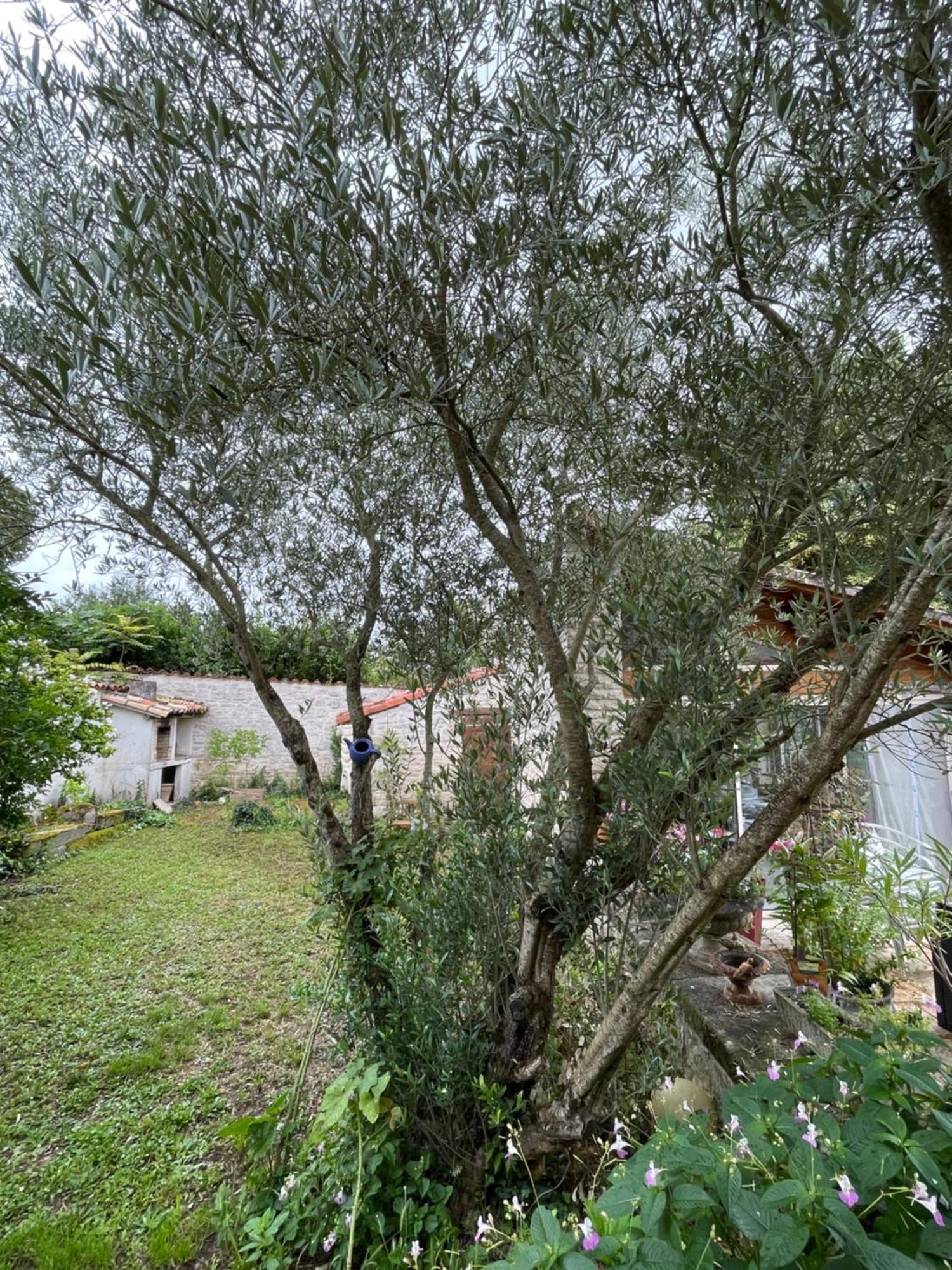Sous L Olivier Apartment Tusson ภายนอก รูปภาพ